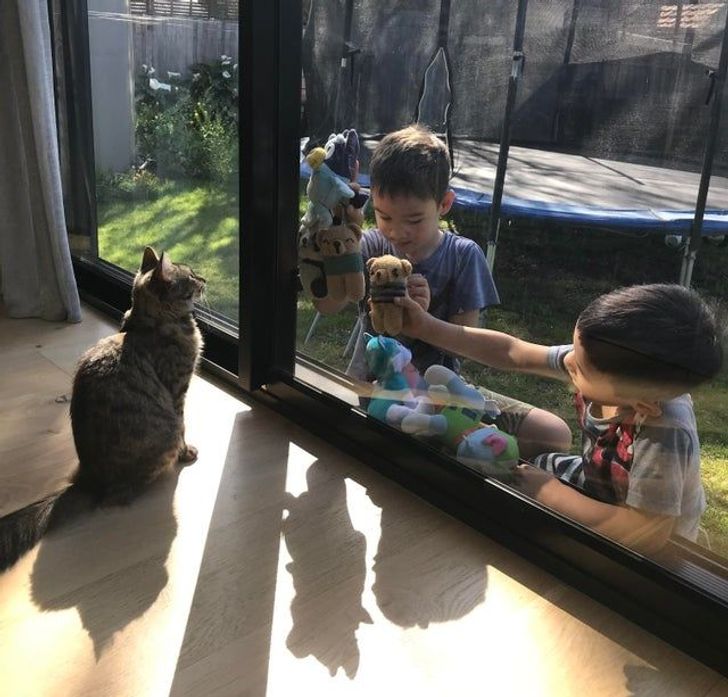 кошка смотрит на двух мальчиков за окном