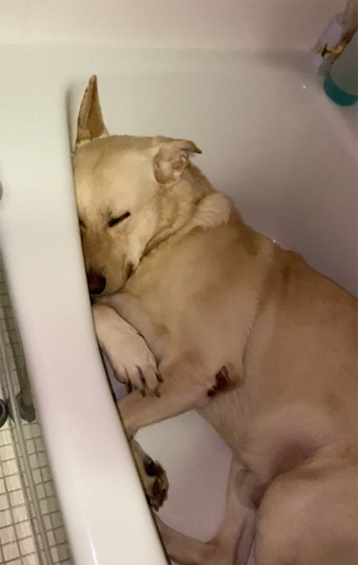пес спит в ванне
