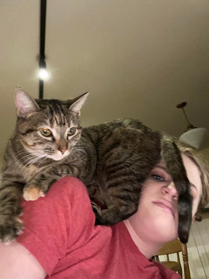 полосатый кот сидит на плече у девушки