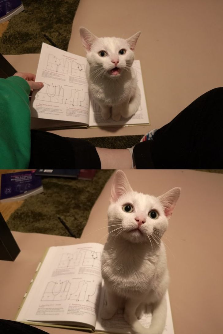 белый кот сидит на учебнике