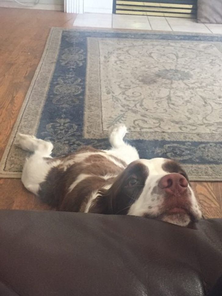 собака лежит мордой на диване