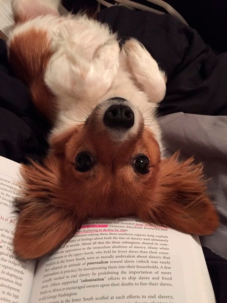 рыже-белая собака лежит на книге