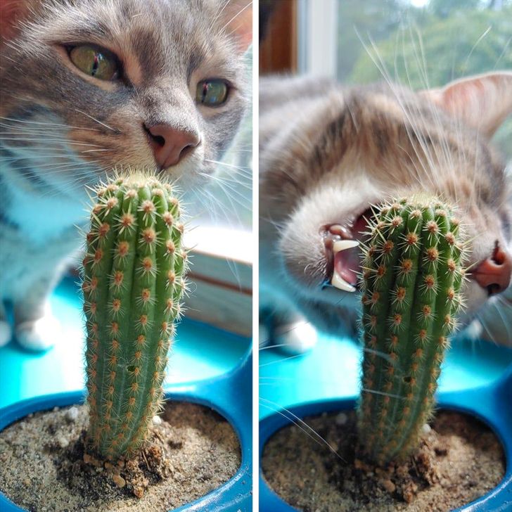 кошка кусает кактус