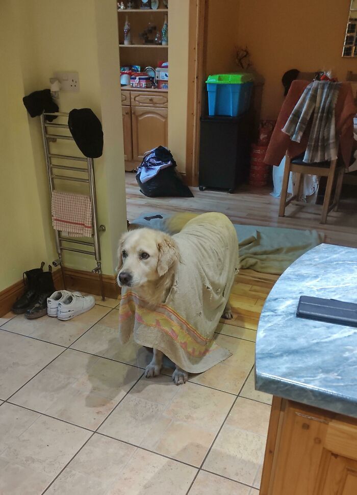 лабрадор с полотенцем на спине