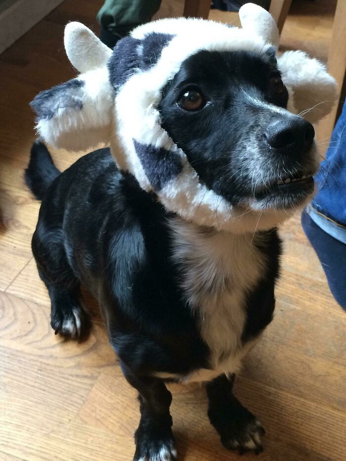 черная собака с шапкой на голове