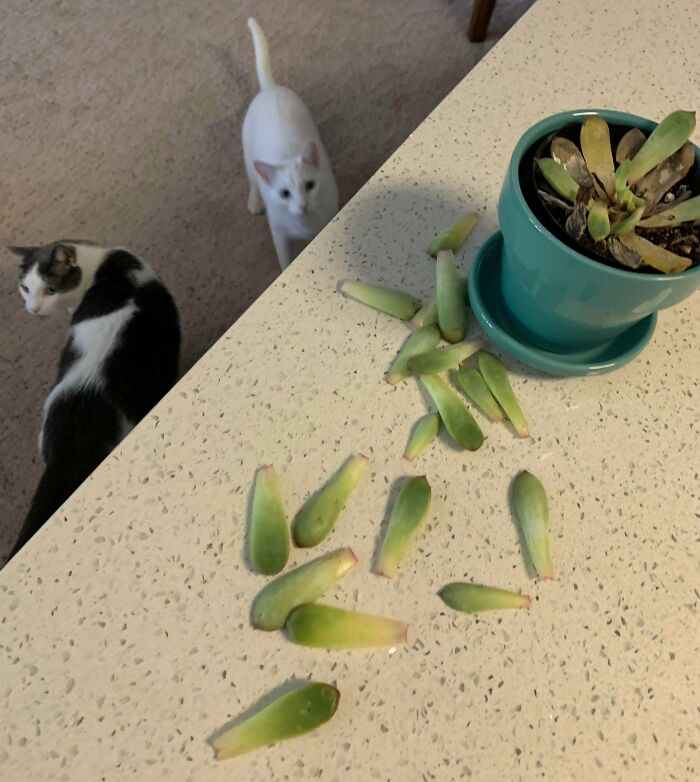 две кошки и листья от цветка