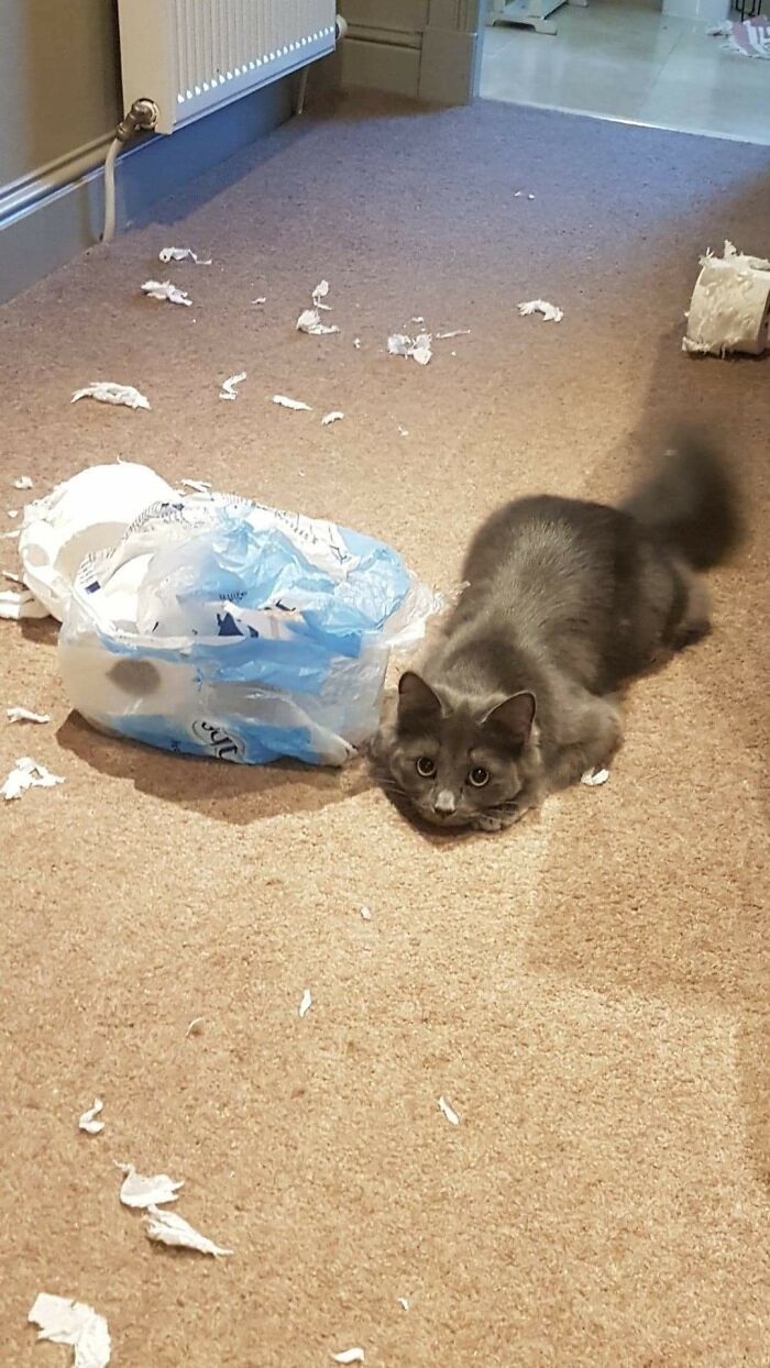 серая кошка растрепала туалетную бумагу