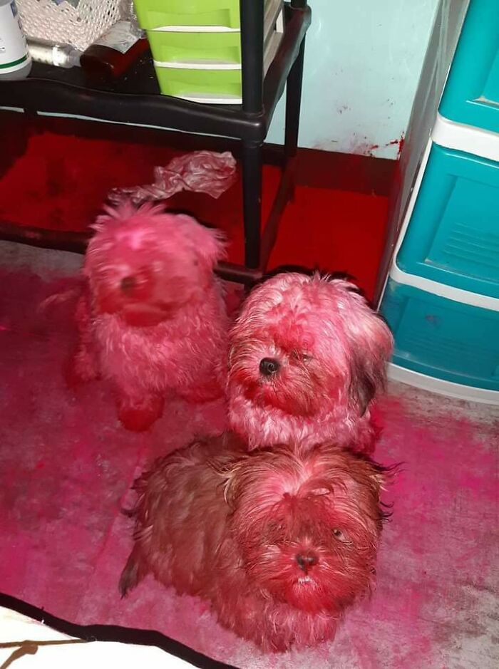 три собачки в розовой пудре