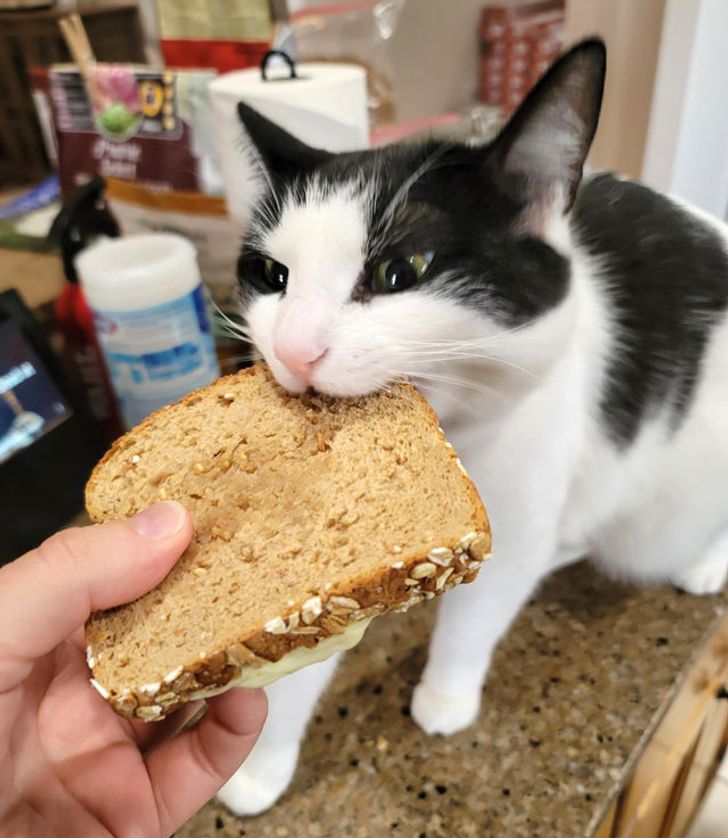черно-белый кот кусает бутерброд