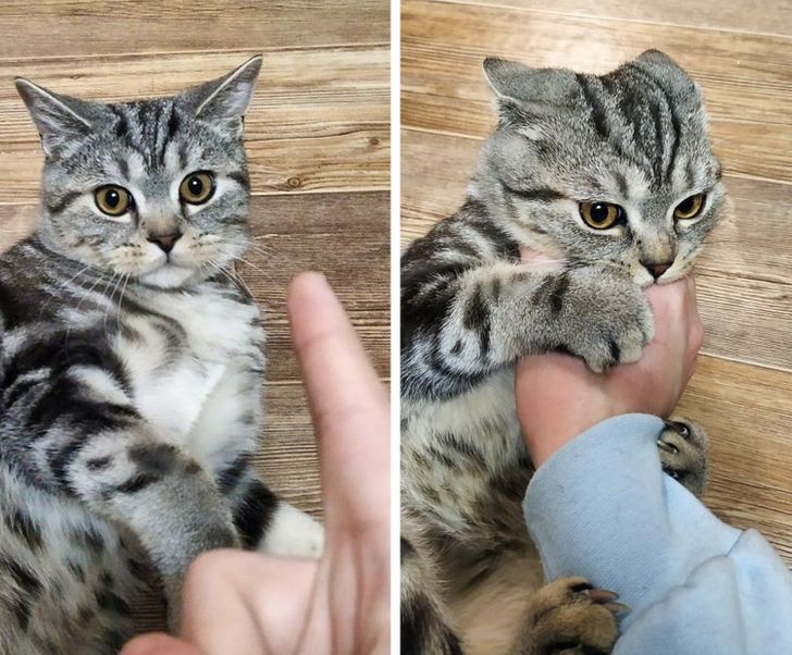 полосатый кот кусает за палец