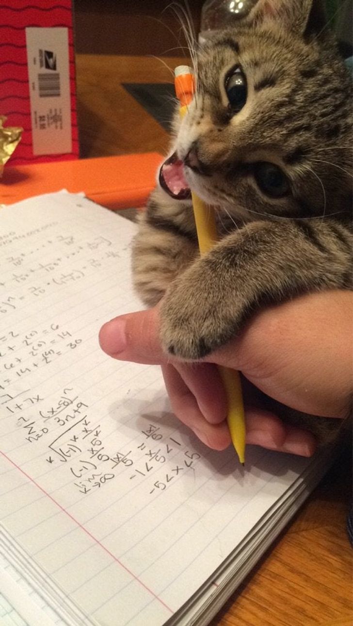 кот вцепился зубами в карандаш в руке парня