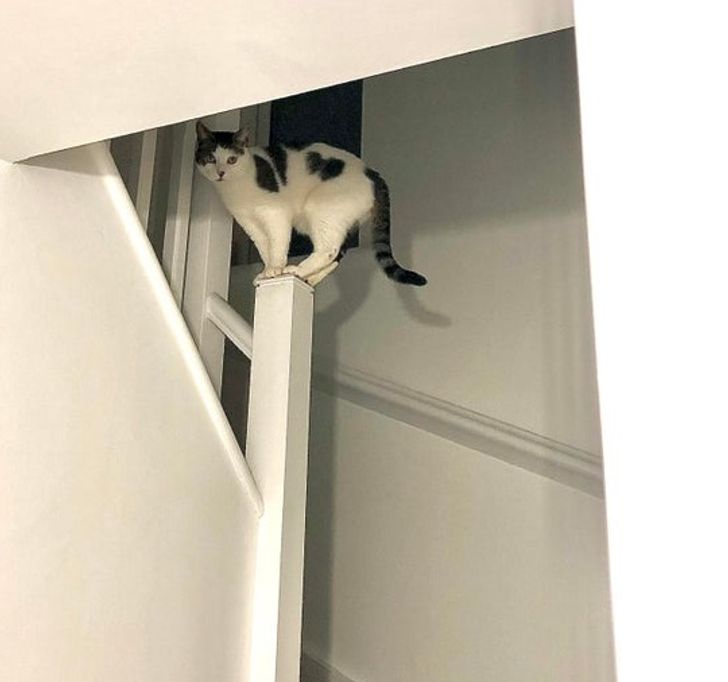 черно-белый кот сидит на лестнице в доме