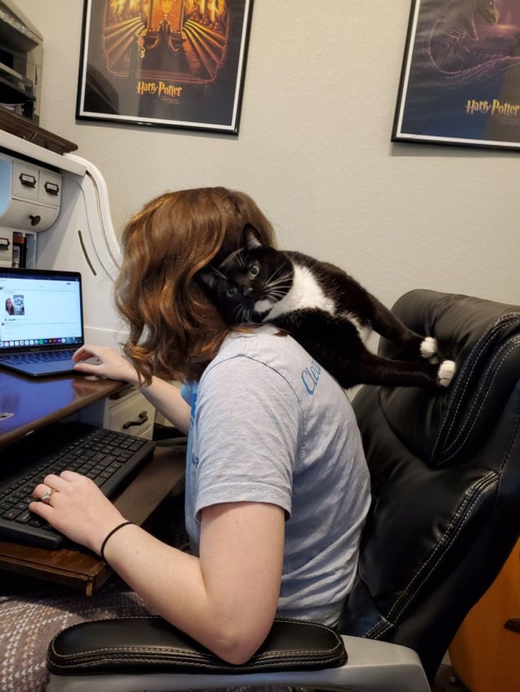 черно-белый кот на спине у девушки в кресле