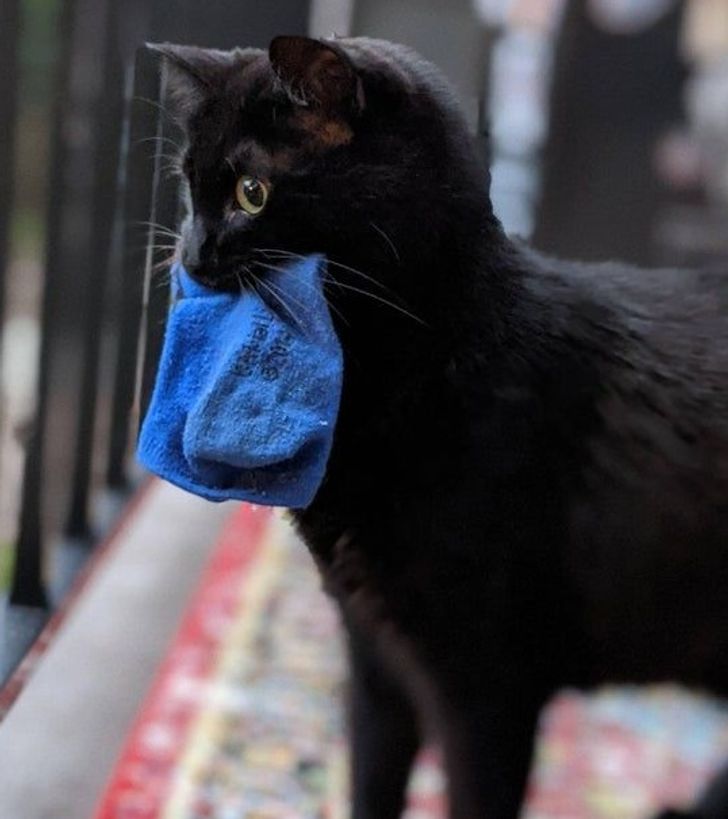 черная кошка с синим носком в зубах