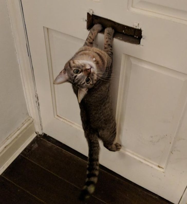 полосатый кот висит на двери