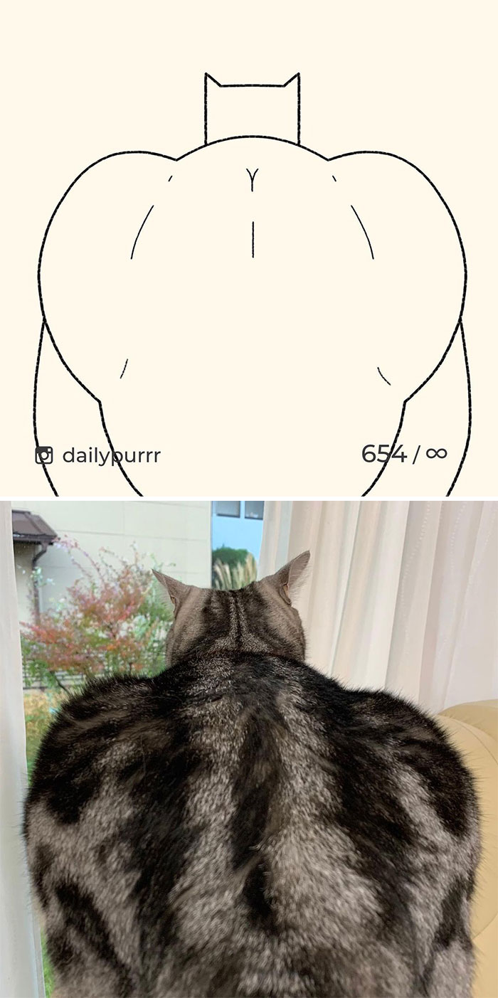 полосатый кот фото и рисунок