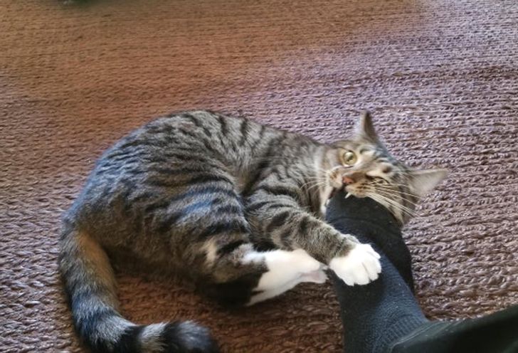 полосатый кот кусает за ногу