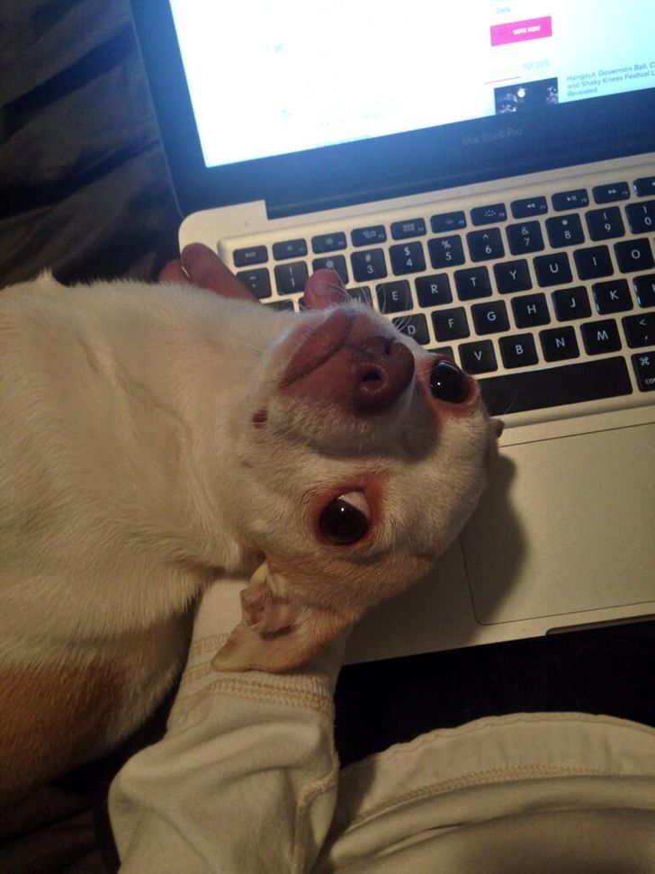пес лежит на руке у хозяина, который сидит за ноутбуком