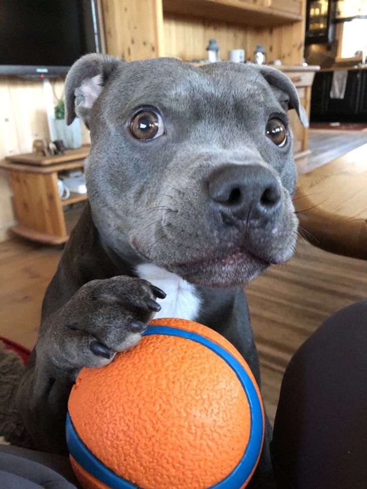 собака с мячиком