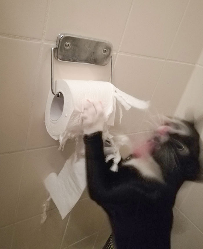 черно-белый кот дерет рулон туалетной бумаги