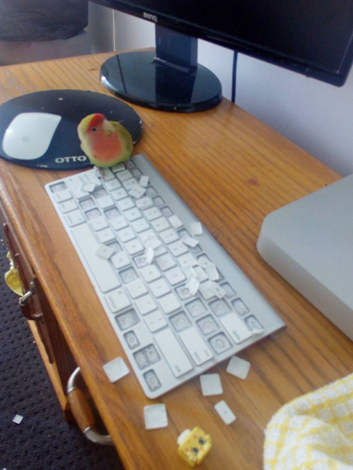 попугай сидит на клавиатуре