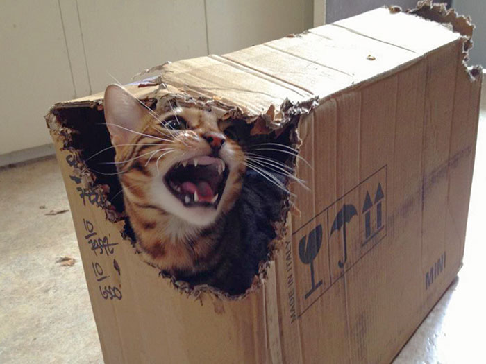 полосатый кот в коробке