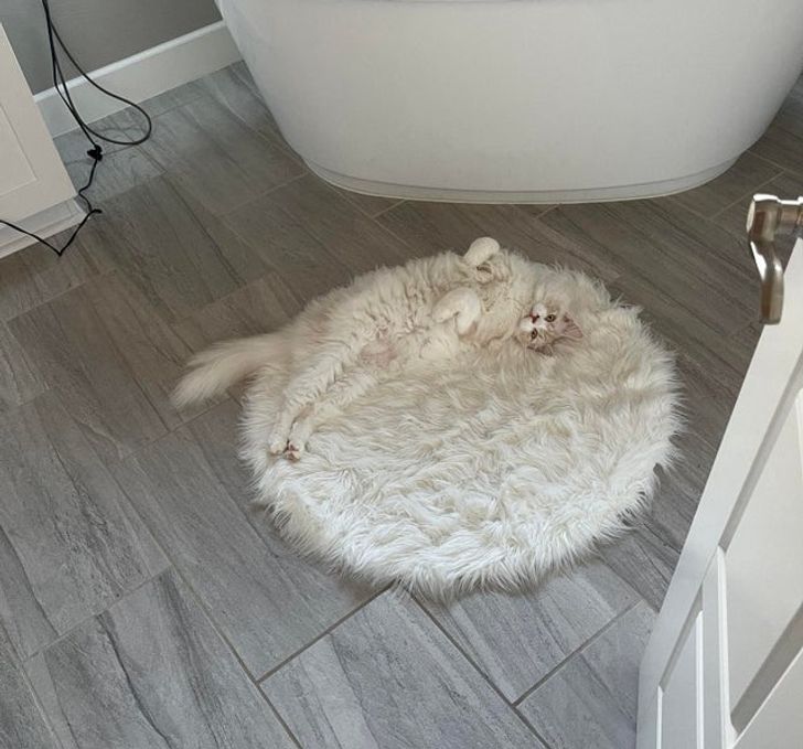 пушистый белый кот лежит на белом коврике в ванной