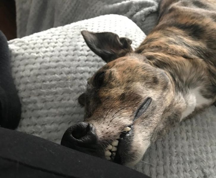 собака спит на диване
