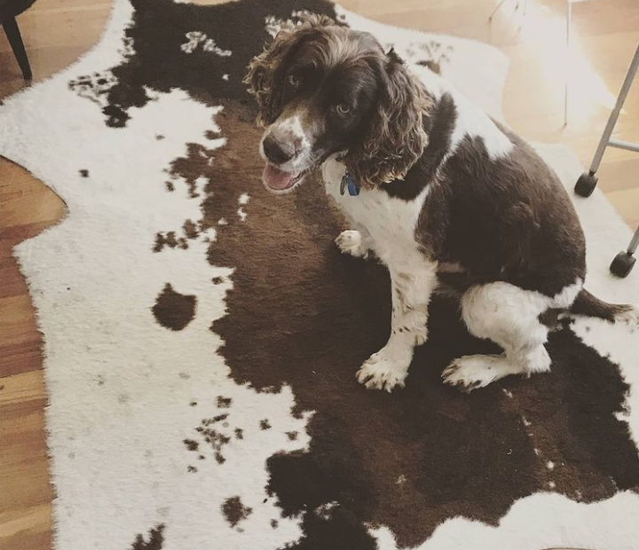 собака сидит на ковре