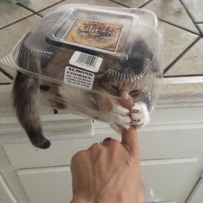 кот сидит в коробке от печенья