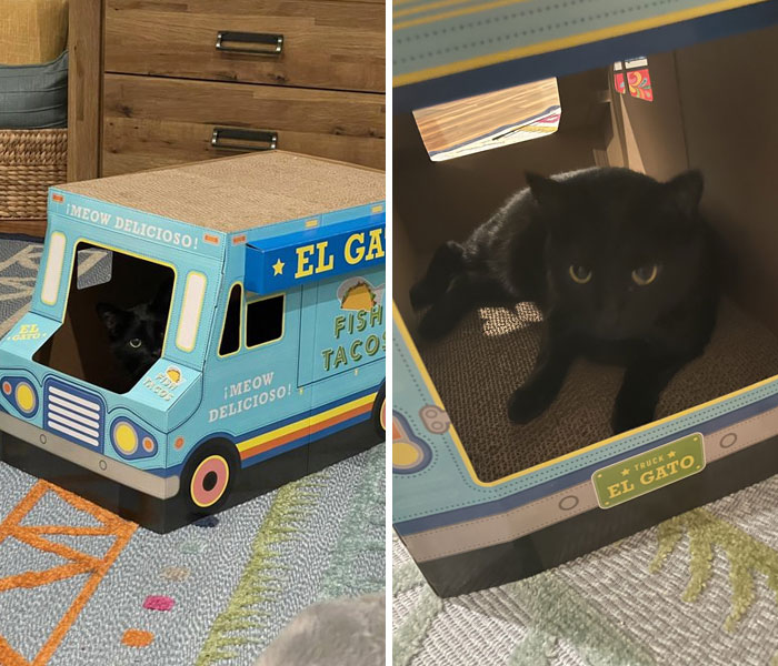 черный кот сидит в коробке-машине