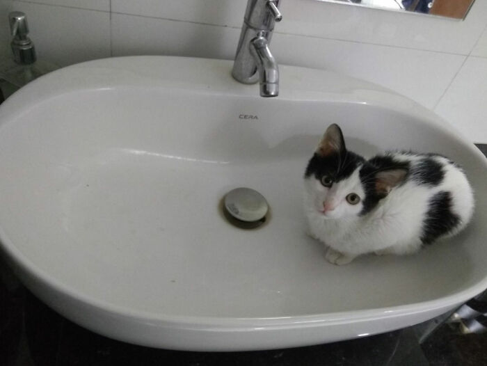 черно-белый кот сидит в раковине