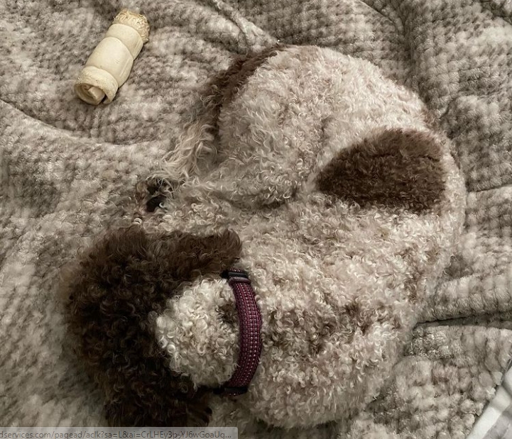 собака спит на одеяле