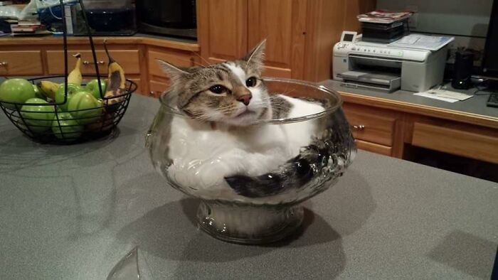 кот сидит в вазочке на столе