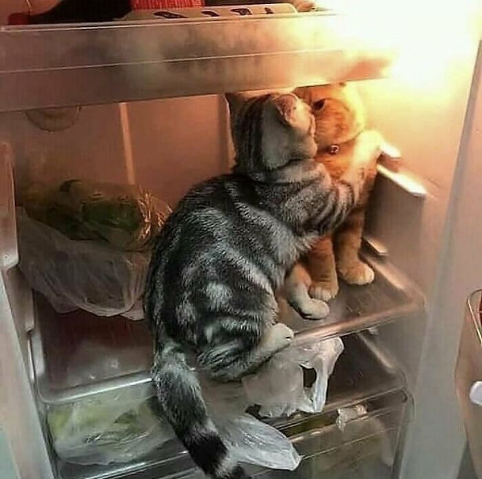полосатый и рыжий кот сидят в холодильнике
