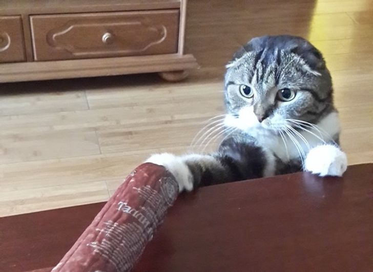 кот тащит со стола колбасу