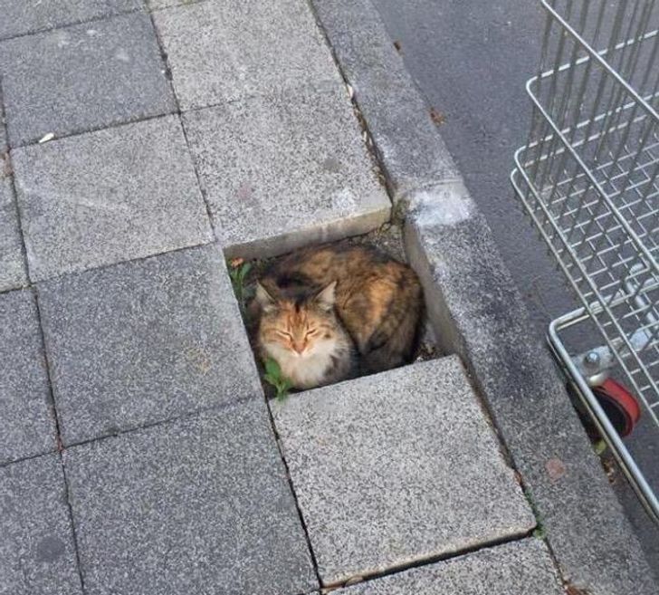 кот сидит на тротуаре