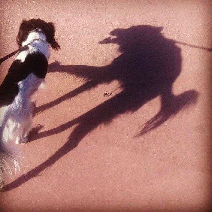 собака и ее тень