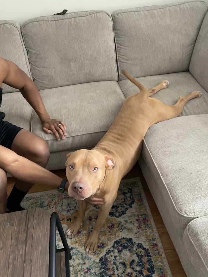 рыжая собака лежит задними лапами на диване