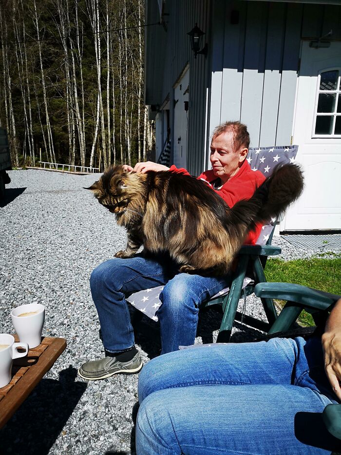 большой кот сидит на коленях у мужчины