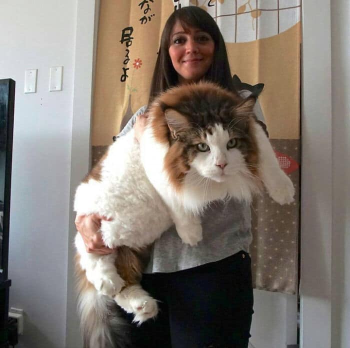 девушка держит на руках большого кота