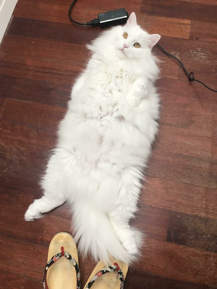белый кот лежит на полу