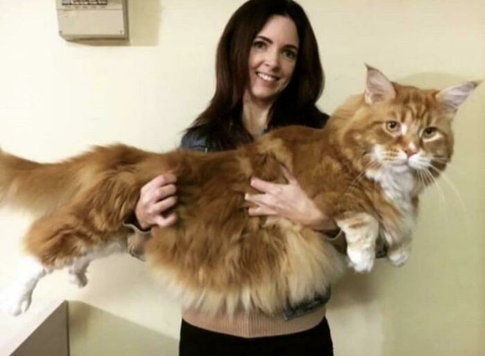 девушка держит на руках большого рыжего кота