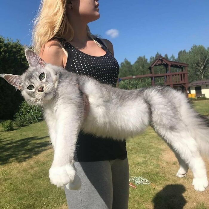 девушка держит на руках серого кота
