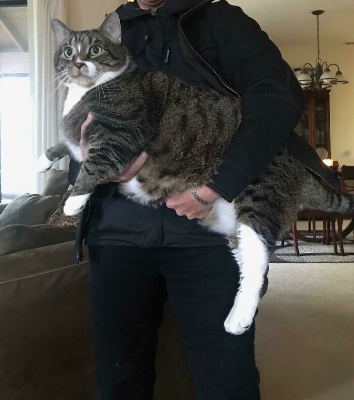 толстый полосатый кот в руках