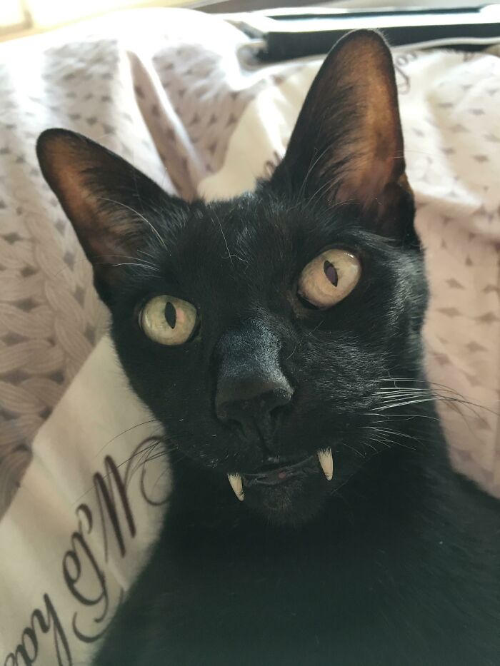 черный кот с клыками