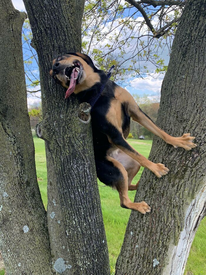 пес на дереве