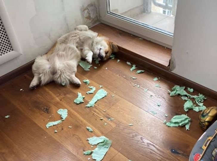 собаки спит в разорванной бумаге