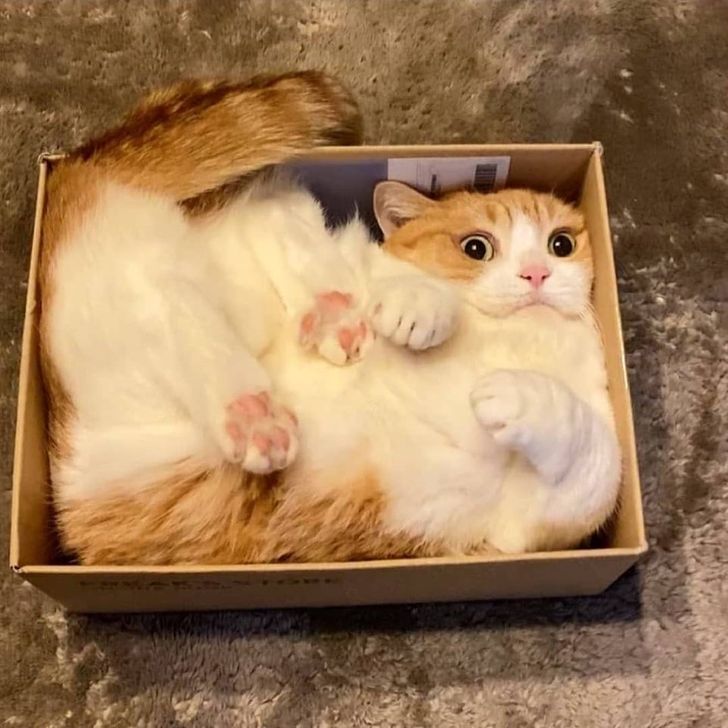рыже-белый кот в коробке