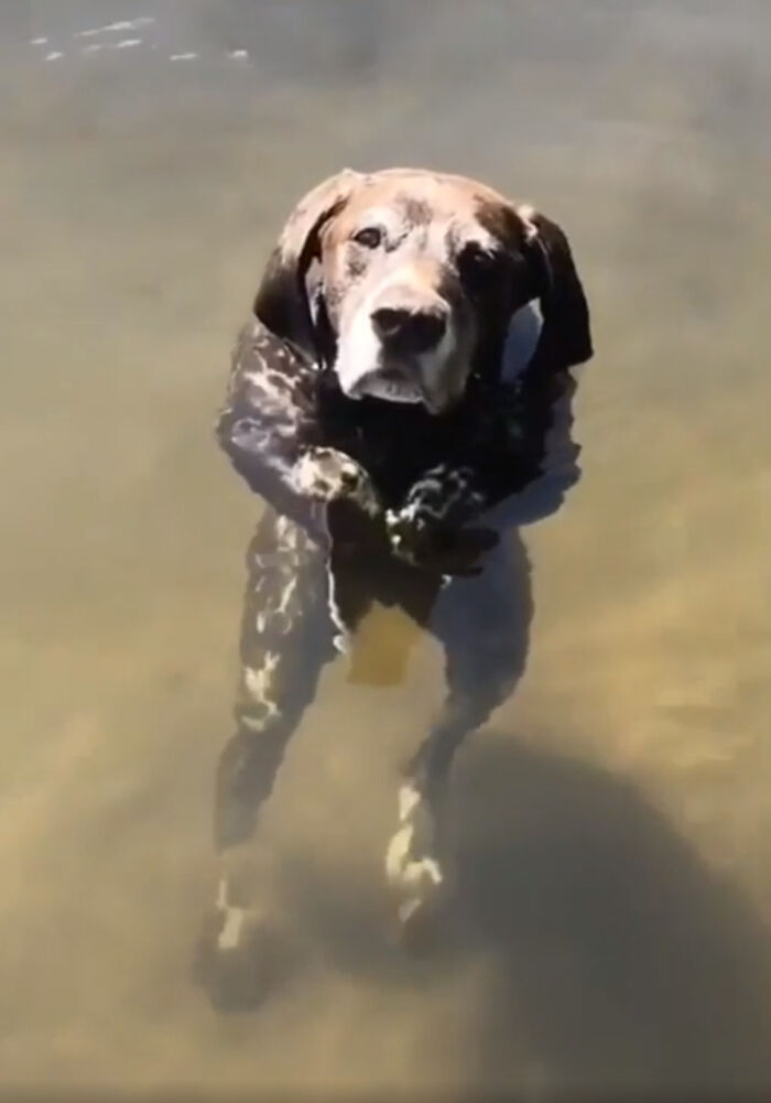 собака в воде
